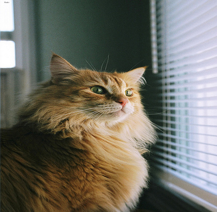 La imagen original de un gato.