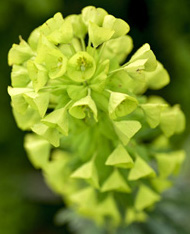 Close-up of a green viburnum flower cluster with tightly packed small florets.