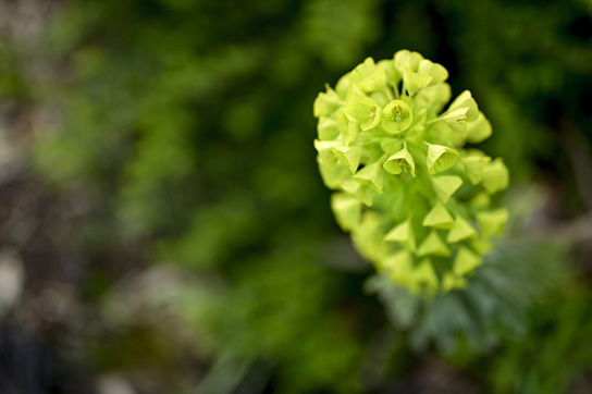 Close-up of a vibrant green flower with tightly packed petals forming a spherical shape.